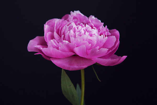 THE FLOWER COLLECTION